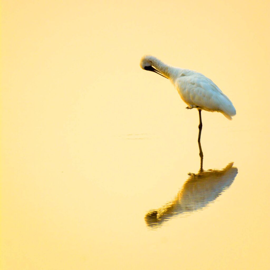 the-endangered-specie-black-faced-spoonbill-gloomi-FNQLQLP.jpg